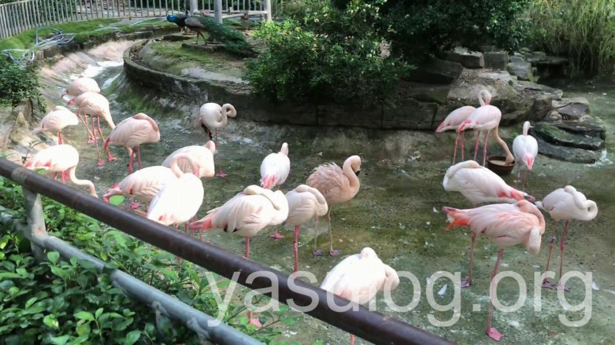 サイゴン動植物園の鳥たちは自由