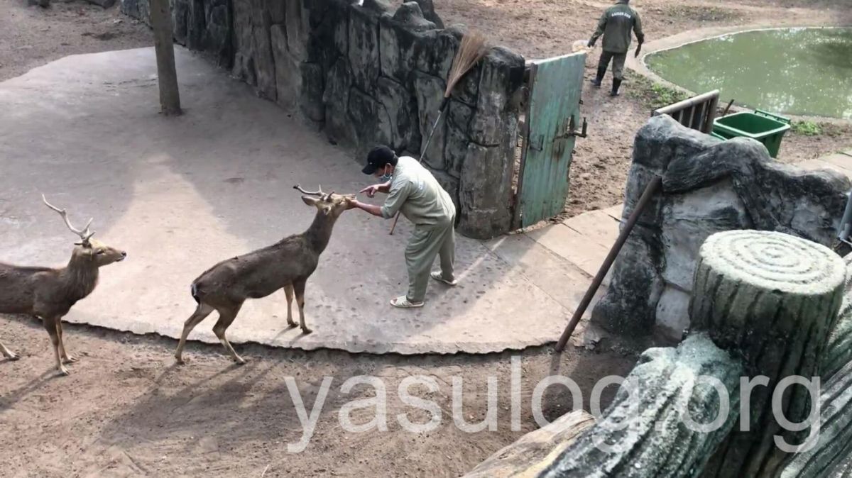 サイゴン動植物園の飼育員さんと仲が良い鹿
