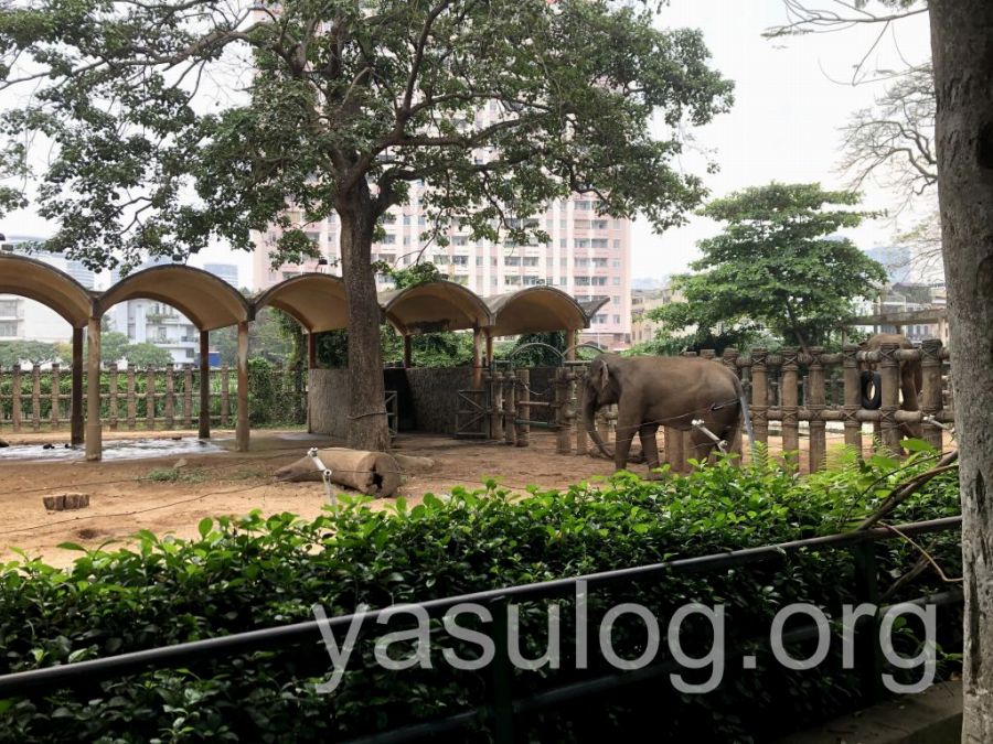 サイゴン動植物園の象