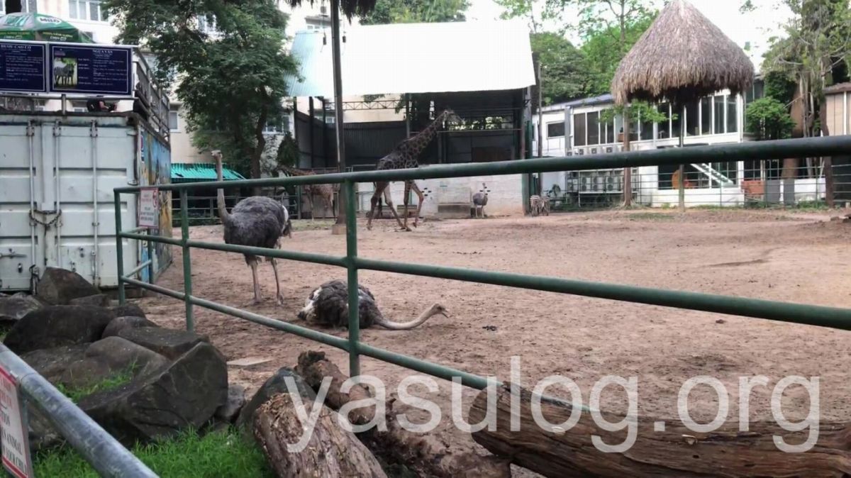 サイゴン動植物園のキリンとダチョウとシマウマ